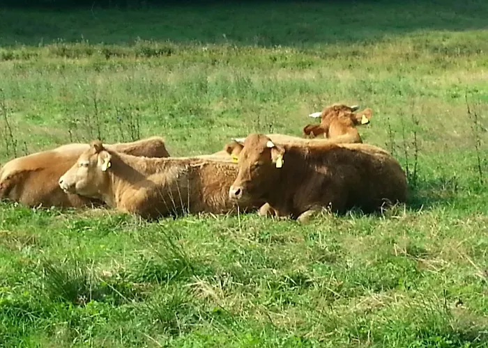 아파트 In Usseln Nahe Skiliften